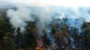Imagem de compartilhamento para o artigo MPMS investiga uso irregular de fogo em propriedade rural de Coxim; Proprietário recebe multa de R$ 215 mil  da MS Todo dia